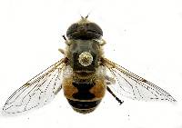 Eristalis arbustorum image
