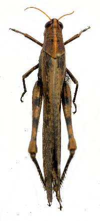 Image of Schistocerca nitens