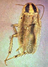 Image of Blattella germanica