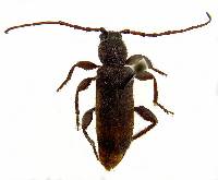 Image of Phymatodes grandis