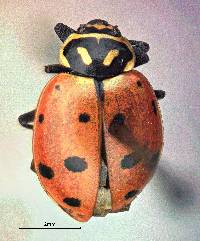 Image of Hippodamia convergens