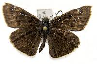 Image of Erynnis tristis