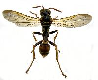 Mischocyttarus flavitarsis image