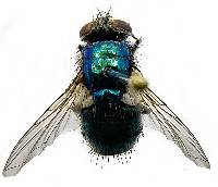 Image of Lucilia sericata
