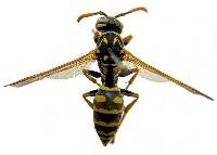 Polistes dominula image