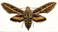 Image of Hyles lineata