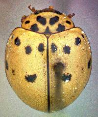 Image of Olla v-nigrum