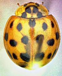Image of Harmonia axyridis
