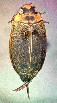 Image of Rhantus gutticollis