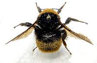 Image of Bombus crotchii