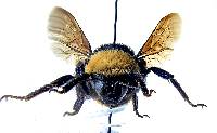 Bombus crotchii image