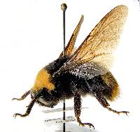 Bombus crotchii image