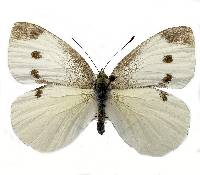 Image of Pieris rapae