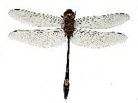 Image of Brechmorhoga mendax
