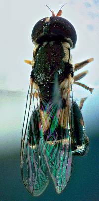 Syritta pipiens image