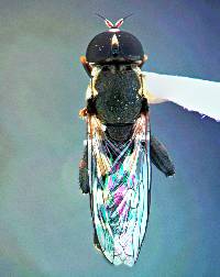 Syritta pipiens image
