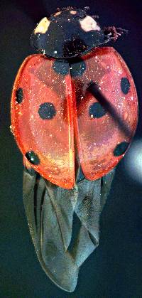 Coccinella septempunctata image