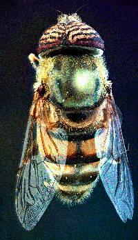 Eristalinus taeniops image