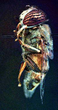 Eristalinus taeniops image