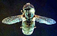Eristalinus aeneus image
