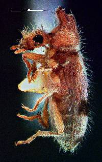 Notoxus calcaratus image