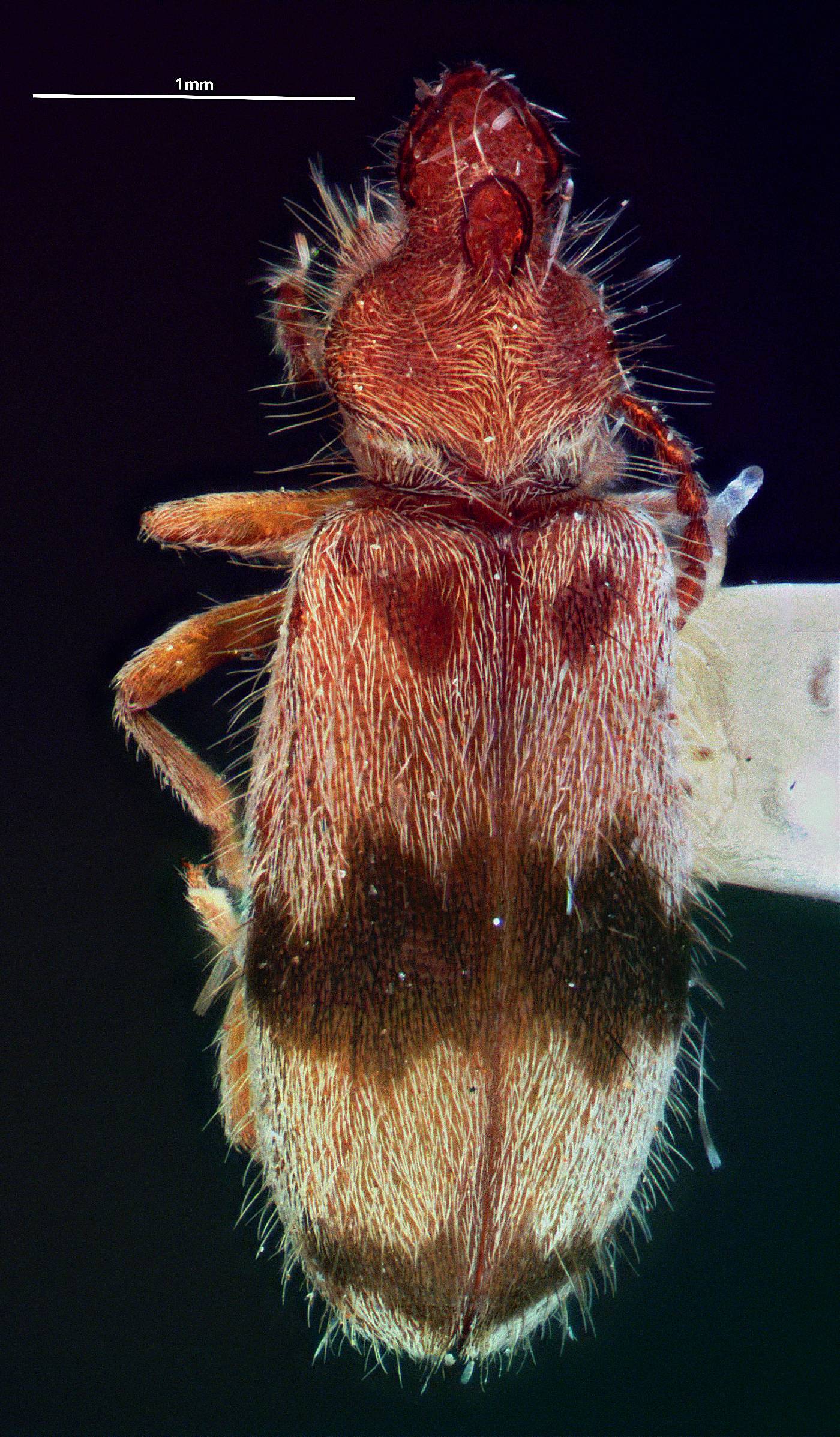 Anthicidae image