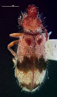 Image of Notoxus calcaratus