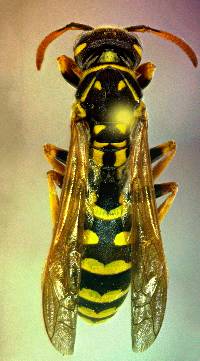 Polistes dominula image
