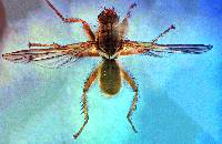 Scathophaga stercoraria image