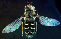 Scaeva pyrastri image
