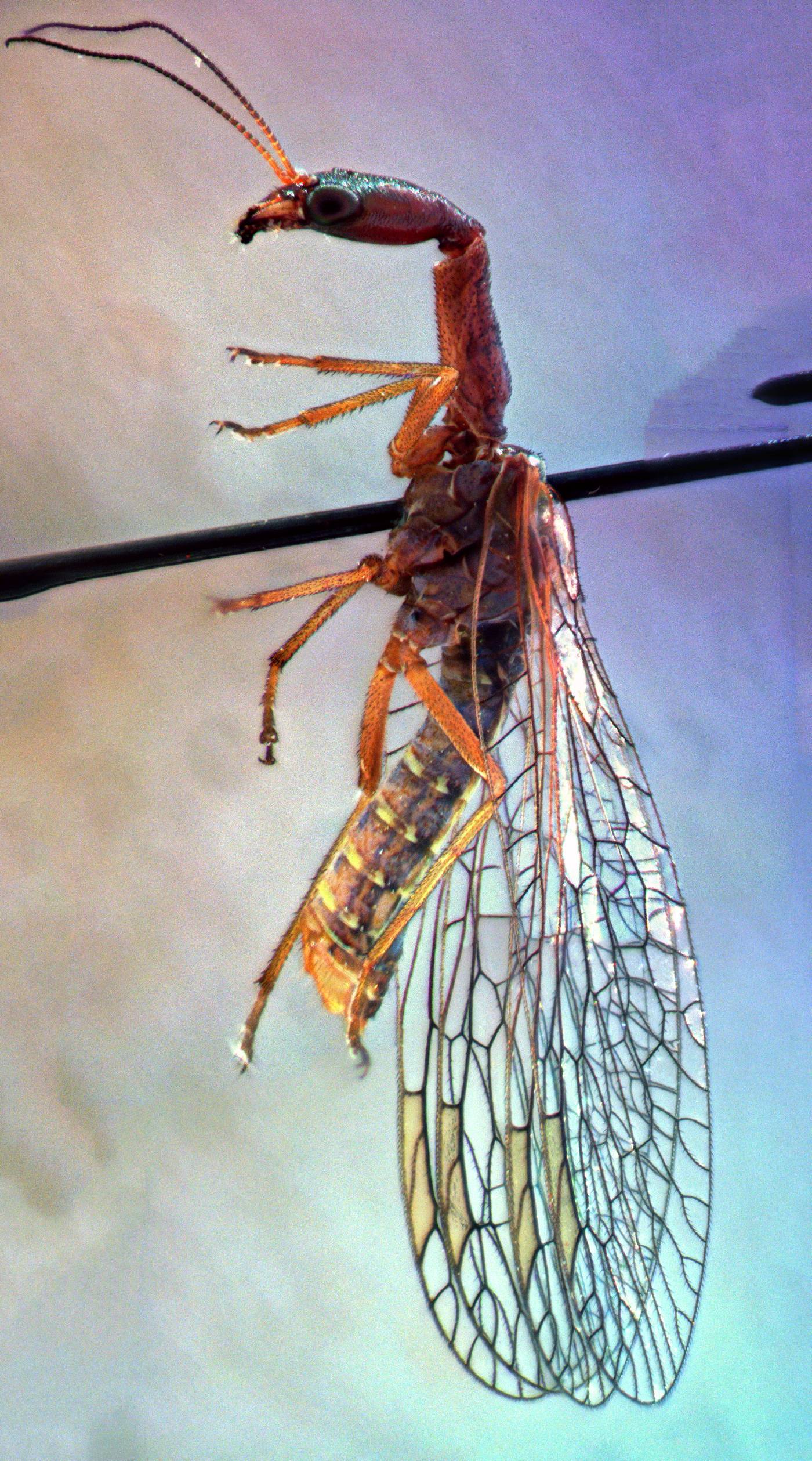 Raphidiidae image