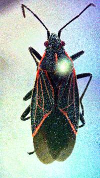 Boisea rubrolineata image
