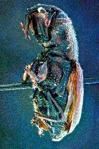 Sphenophorus venatus image