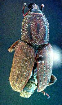 Sphenophorus venatus image