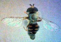 Image of Eupeodes volucris