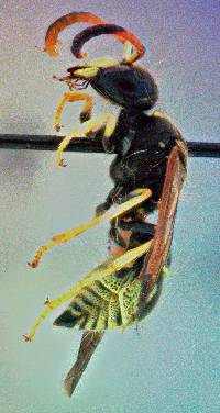 Ancistrocerus tuberculocephalus image