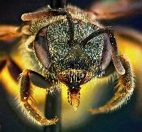 Halictus tripartitus image