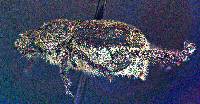 Hoplia callipyge image