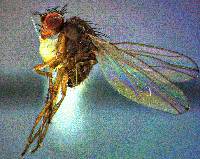 Scaptomyza terminalis image