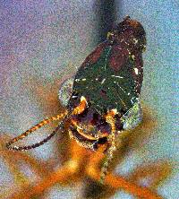 Agulla (Glavia) unicolor image