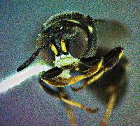 Image of Clitemnestra bipunctata
