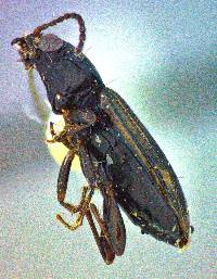Image of Bembidion impotens