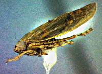 Graminella sonora image