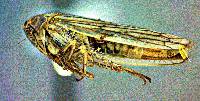 Image of Exitianus exitiosus