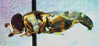 Image of Syritta pipiens