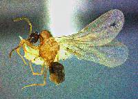 Brachymyrmex patagonicus image