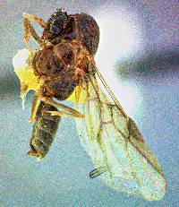 Image of Linepithema humile