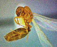 Image of Solenopsis molesta