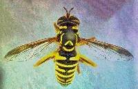 Image of Spilomyia interrupta