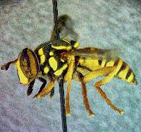 Spilomyia interrupta image